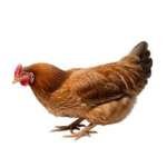 Layer Chicken (Live) - Image 2