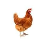 Layer Chicken (Live) - Image 4