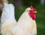 Cockerel Chicken - Image 3