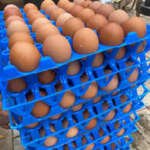 Farm Fresh Eggs (Crate)