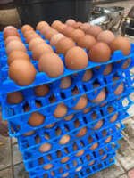 Farm Fresh Eggs (Crate)
