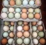 Organic Farm Eggs - Image 3