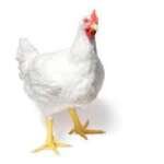 Broiler Chicken (Live)
