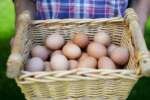 Organic Farm Eggs