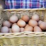 Organic Farm Eggs