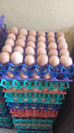 Farm Fresh Eggs (Crate) - Image 2